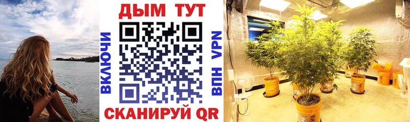 Шишки марихуана SATIVA & INDICA  сколько стоит  Елец 